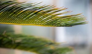 Preview wallpaper leaf, palm, green, macro
