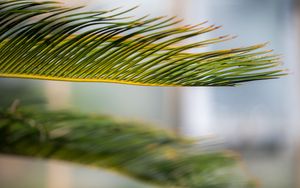 Preview wallpaper leaf, palm, green, macro