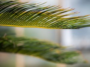 Preview wallpaper leaf, palm, green, macro
