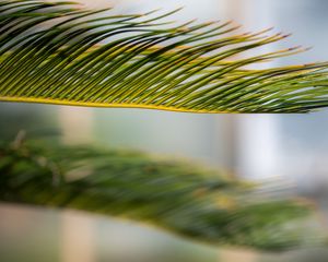 Preview wallpaper leaf, palm, green, macro