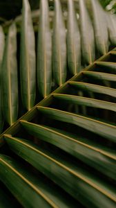 Preview wallpaper leaf, palm, macro, veins, green