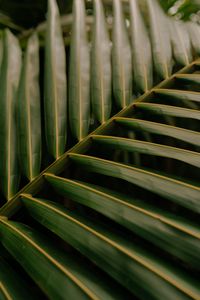Preview wallpaper leaf, palm, macro, veins, green