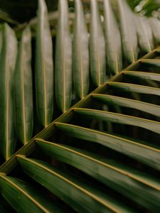 Preview wallpaper leaf, palm, macro, veins, green