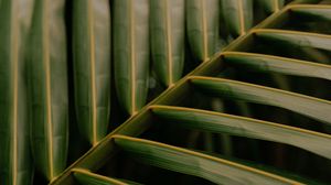 Preview wallpaper leaf, palm, macro, veins, green