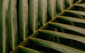 Preview wallpaper leaf, palm, macro, veins, green