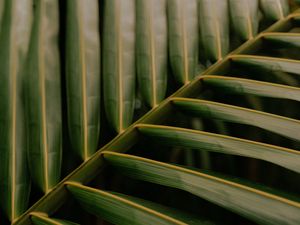 Preview wallpaper leaf, palm, macro, veins, green