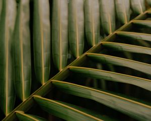 Preview wallpaper leaf, palm, macro, veins, green