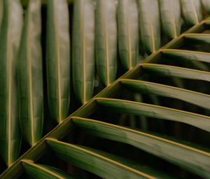 Preview wallpaper leaf, palm, macro, veins, green