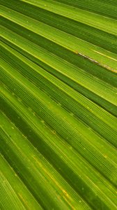 Preview wallpaper leaf, palm, plant, drops