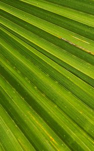 Preview wallpaper leaf, palm, plant, drops