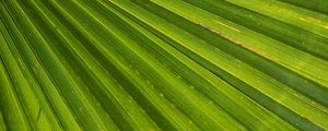 Preview wallpaper leaf, palm, plant, drops