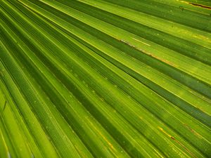 Preview wallpaper leaf, palm, plant, drops