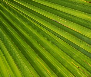 Preview wallpaper leaf, palm, plant, drops