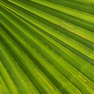 Preview wallpaper leaf, palm, plant, drops