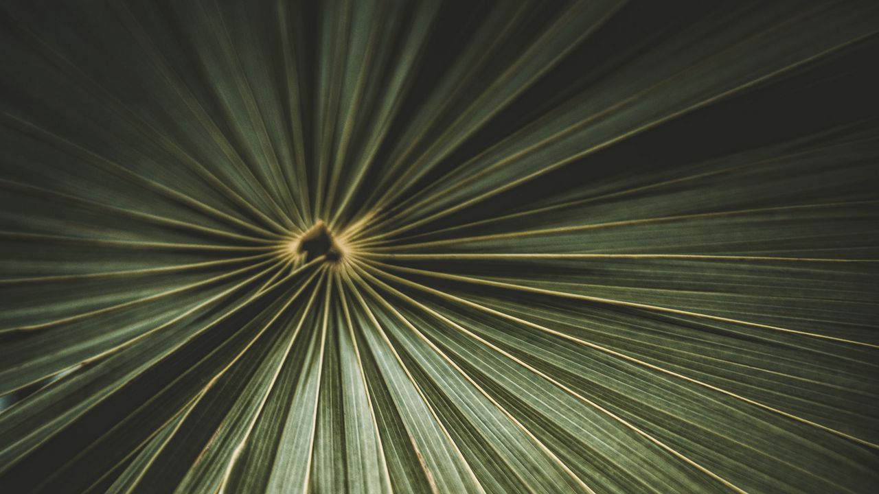 Wallpaper leaf, palm, plant, macro, green
