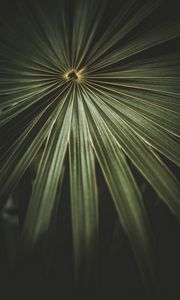 Preview wallpaper leaf, palm, plant, macro, green