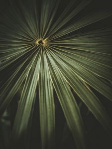 Preview wallpaper leaf, palm, plant, macro, green
