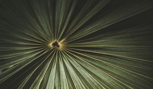 Preview wallpaper leaf, palm, plant, macro, green
