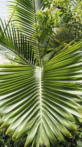 Preview wallpaper leaf, palm, plants, green, macro