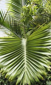 Preview wallpaper leaf, palm, plants, green, macro