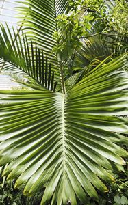Preview wallpaper leaf, palm, plants, green, macro