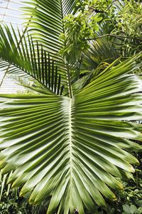 Preview wallpaper leaf, palm, plants, green, macro