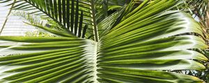 Preview wallpaper leaf, palm, plants, green, macro