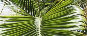 Preview wallpaper leaf, palm, plants, green, macro