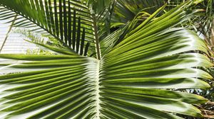 Preview wallpaper leaf, palm, plants, green, macro