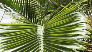 Preview wallpaper leaf, palm, plants, green, macro