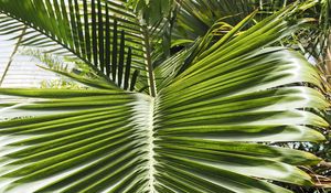 Preview wallpaper leaf, palm, plants, green, macro