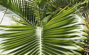 Preview wallpaper leaf, palm, plants, green, macro