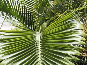 Preview wallpaper leaf, palm, plants, green, macro