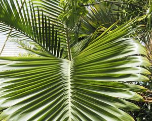 Preview wallpaper leaf, palm, plants, green, macro