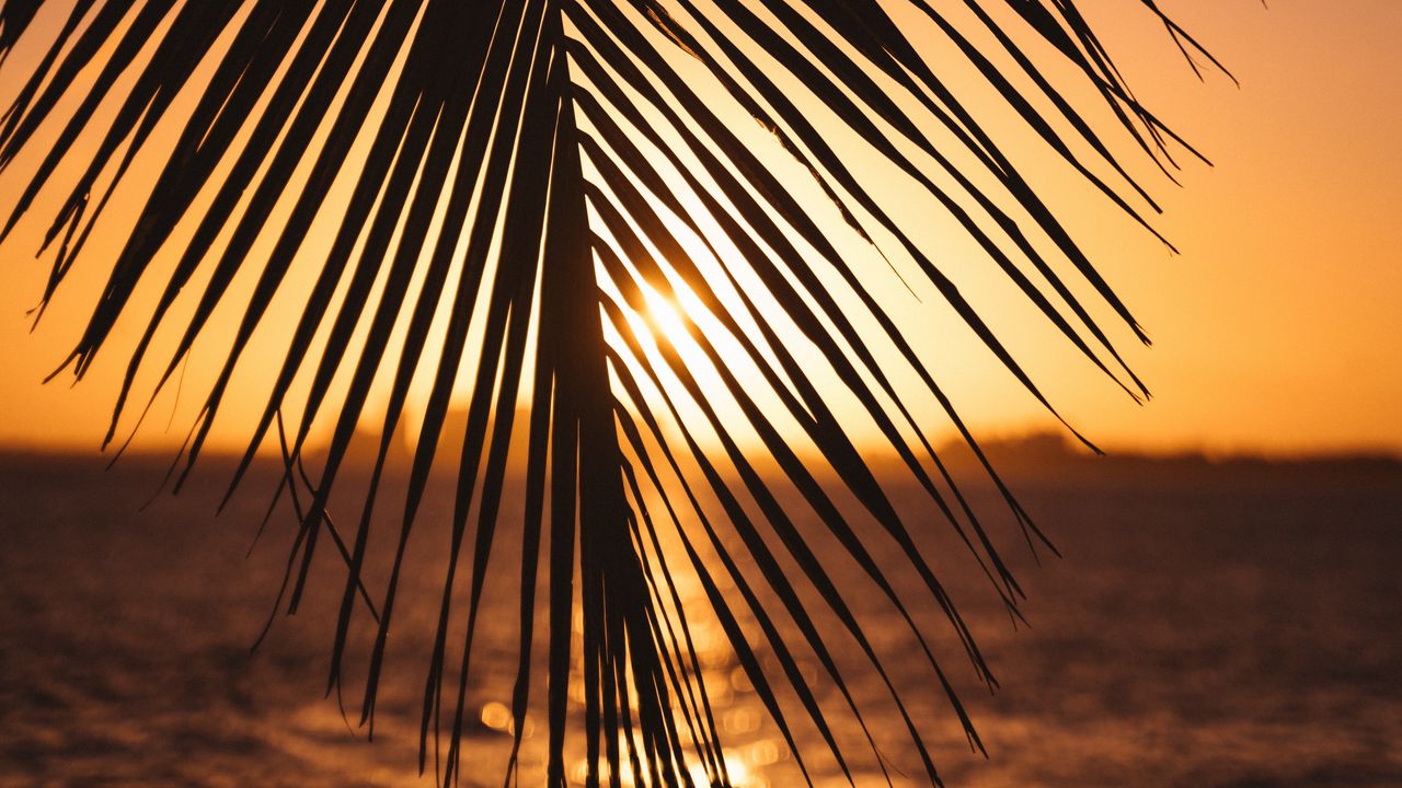 Wallpaper leaf, palm, sunset, horizon