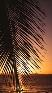 Preview wallpaper leaf, palm, sunset, horizon