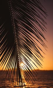 Preview wallpaper leaf, palm, sunset, horizon