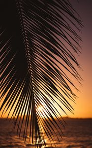 Preview wallpaper leaf, palm, sunset, horizon