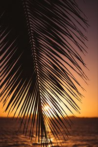 Preview wallpaper leaf, palm, sunset, horizon