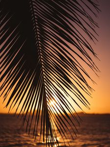 Preview wallpaper leaf, palm, sunset, horizon