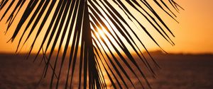 Preview wallpaper leaf, palm, sunset, horizon