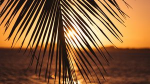 Preview wallpaper leaf, palm, sunset, horizon