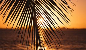 Preview wallpaper leaf, palm, sunset, horizon