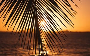 Preview wallpaper leaf, palm, sunset, horizon