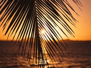 Preview wallpaper leaf, palm, sunset, horizon
