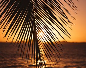 Preview wallpaper leaf, palm, sunset, horizon