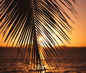 Preview wallpaper leaf, palm, sunset, horizon