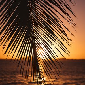 Preview wallpaper leaf, palm, sunset, horizon