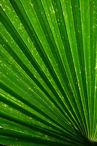 Preview wallpaper leaf, palm, texture, green, plant