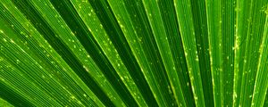 Preview wallpaper leaf, palm, texture, green, plant